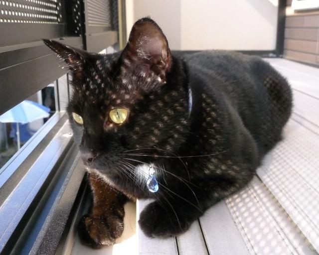 ずっと愛しい存在である、つきのくん