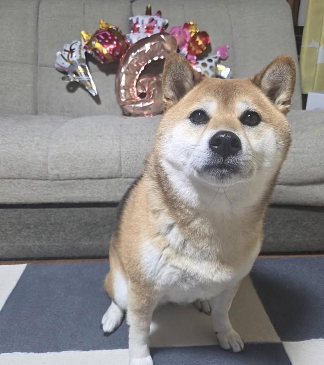 先日6歳になりました（画像提供：柴犬のののさん）