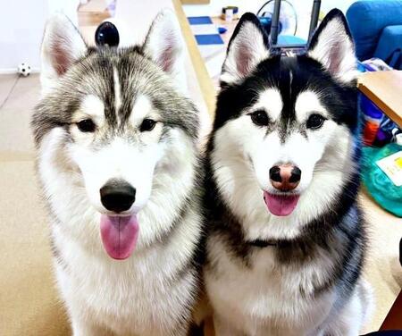 「なぜそこに？」キッチンでの犬2匹の謎行動が話題「うちもやる」「帰巣本能ですね」