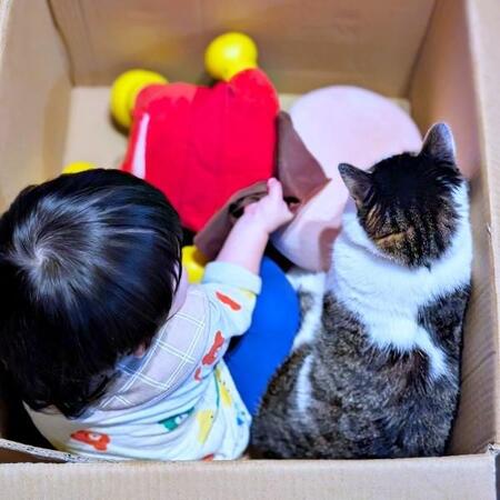 猫と子どもが織りなす「平和な世界」　段ボール箱のなかで広がった愛あふれる光景に2.2万いいね　「見てるだけでニヤける」「秘密基地」