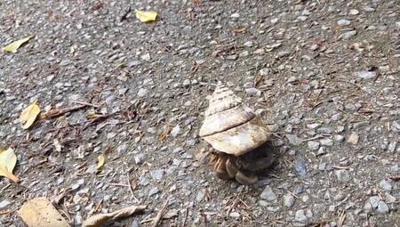 沖縄の海岸で見つけたヤドカリに衝撃　背負っていたものは…「人間が出したゴミのせいで、こんなことに」