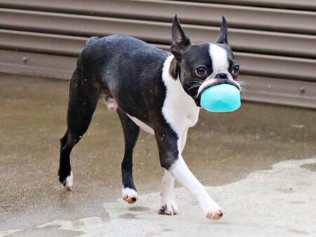 「口、そんなに伸びるの！？」ゴムボールをくわえたボステリの“別犬級フェイス”に3.2万いいね　「めちゃ伸びるやん」「元気もらった」