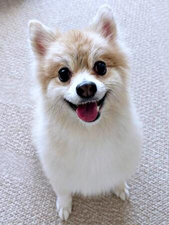 ふわもふの被毛と笑顔がキュートなぱるくん（画像提供：でかポメのぱるさん）