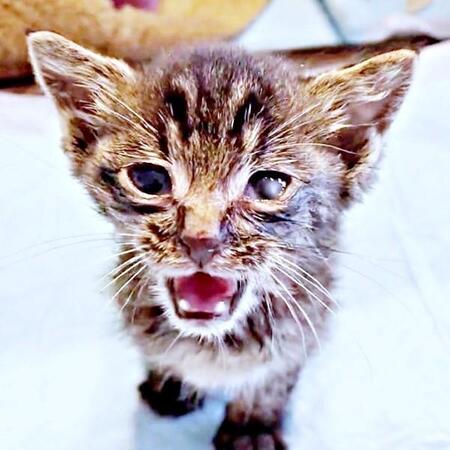 「何か轢かれたのか？」黒い物体がふらふら　背骨が浮き上がってガリガリ、病院で「この猫は助からない」と告げられたけれど……