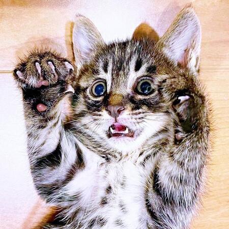 生後推定1カ月、危険な道路から保護されたるなちゃん（画像提供：むぎさん）