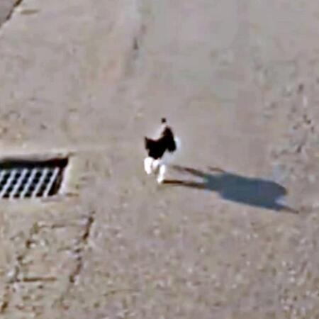 車に駆け寄って来たまぎちゃん（画像提供：hiro_8083さん）