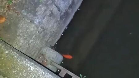 東京の用水路に「巨大金魚がいる」情報→捕獲された魚の正体は…本来自然界に存在しない魚「なんでここにいる？」