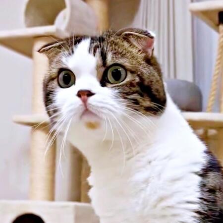 「誰！？」 帰宅したパパに驚いてフリーズ状態になったこたろうくん（画像提供：こたとつーちゃんと時々おたまさん）