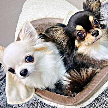 出動率ほぼ100％！ 台所に現れるチワワの「おこぼれ貰い隊」作戦行動に悶絶　「使命を果たす顔」「かわいすぎ」1.3万いいね