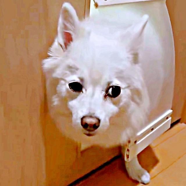 「もうダメです」 しょぼしょぼ顔になったスノちゃん（画像提供：いのさん）