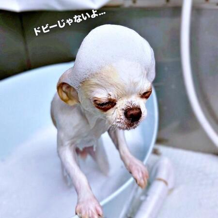 「ドビーじゃないよ」シャンプー中のチワワがハリーポッターの妖精に　はかなげな姿に3.5万いいね「笑った！！」「かわいいっっっ！」