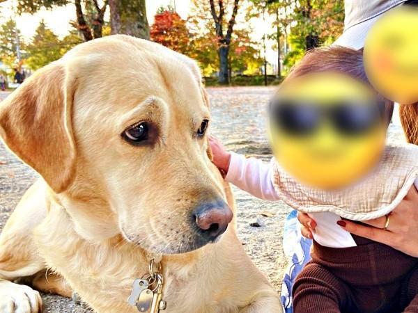 「どうしたら？」 赤ちゃんに撫でられて困り顔になったロキくん（画像提供：ロキの相方さん）