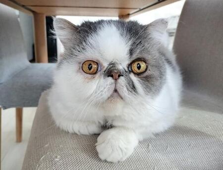 なんども嘔吐する猫→病院で判明した「急性腎不全」　まさか、キャットタワーが理由だったなんて……