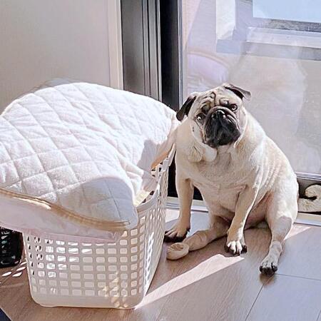 愛犬が見つけた昼寝の最適解…洗濯したばかりの枕に！？　「尊い」「赤子じゃん」「目頭が熱くなる」大反響2.4万いいね