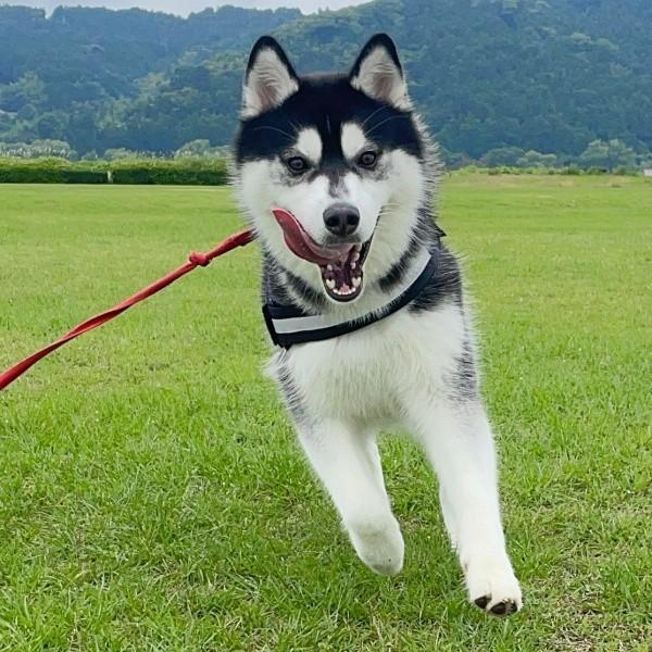 元気に走り回るおとびくん（画像提供：おとび シベリアンハスキー（カイヌシ：ナルコ）さん）