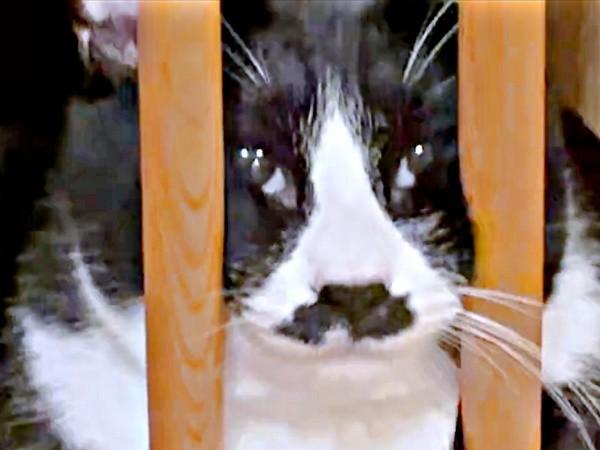 挟まれてる！？ おもしろ顔になったひげちゃん（画像提供：こけむすさん）