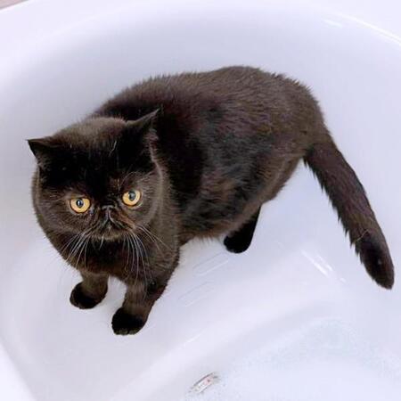 「ちっちゃくなっちゃった」…シャンプー後に激変した猫さん　想像以上のビフォーアフターに6.2万いいね「情けなさすぎて好き」