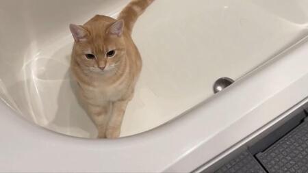 お風呂掃除をする子猫！？「最近お風呂によく猫の毛が浮いていると思ったら…」と飼い主「猫の手借りちゃいます」「音まで可愛い」
