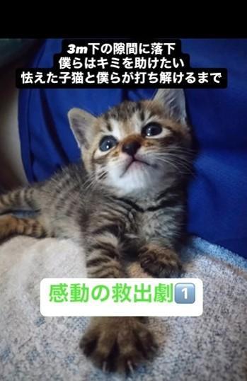 3メートル下の隙間に落ちてしまった子猫（佐々木 幸一さん提供、Instagramよりキャプチャ撮影）