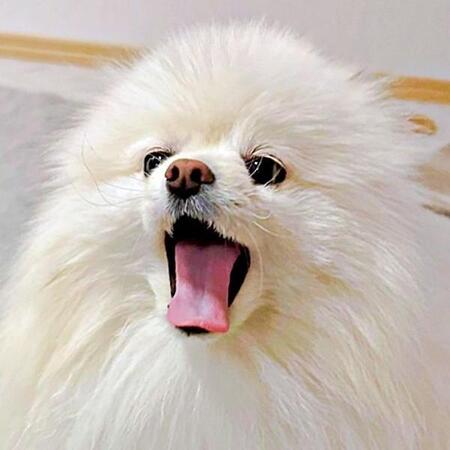 サイレンに遠吠えを始めた犬、その横で眠り続けるパパ……その後どうなった？「世界一かわいくて幸せなアラーム」「パパ起きて～のうた」