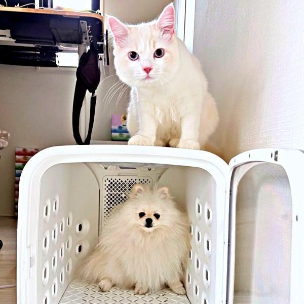 何気ない日常でも個性くっきり！？ ドライルームの中でくつろぐゆきみちゃんと、上に乗るだいふくくん（画像提供：ゆきみとだいふくさん）