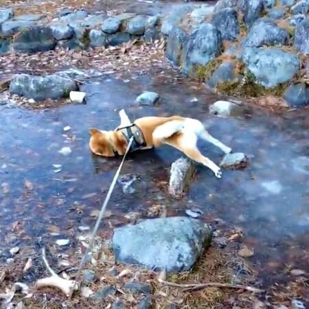 なぜそこで！？ 柴犬が冬の公園で突然ゴロスリ…　ユニークな行動に「柴犬最高」「氷の上で楽しそう」「ひんやり気持ちいいのね」