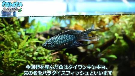 タイワンキンギョ又の名をパラダイスフィッシュ／投稿主さん提供