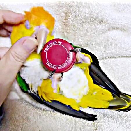 「嘘みたいだろ。鳥なんだぜ」仰向けで甘え倒すインコ…赤ちゃんで騒然「バブちゃんでちゅね」「尊い」