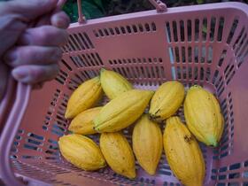 日本で国産カカオを栽培するくらげねこさん（くらげねこさん提供）