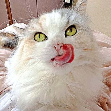 前足なめる→頭をなでる…順番のはずが！？ 猫さま、毛づくろい中に舌が先に出る“手順ミス”「癒やされる」「笑った」と3万人悶絶