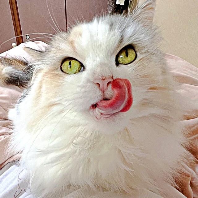 頭の毛づくろい中、舌がペロッ！ 注目を集めためるちゃんめるちゃん（画像提供：めるちゃんだよさん）