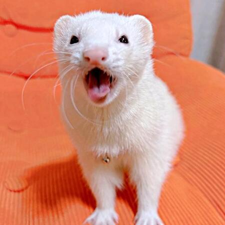 「飼い主さん、ついてきて！」フェレットが誘導した先は…　扉の前で「開けて！」と見上げる姿に「かわいすぎる」4.3万人キュン