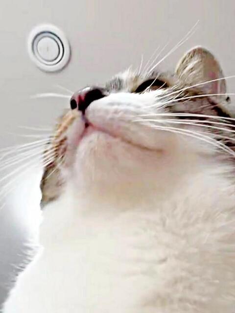 「猫に踏まれる視界」！ 貴重なアングルで撮影したチャイちゃんが話題に（画像提供：nekokawaii1214さん）