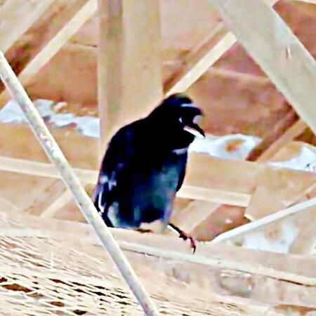 牛追いの掛け声を真似るカラス。動画に驚きの声殺到（画像提供：もみのきさん）