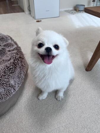 眠っている愛犬、大事そうに抱えているのは…？　「匂いが大事」「かわいくて泣ける…」