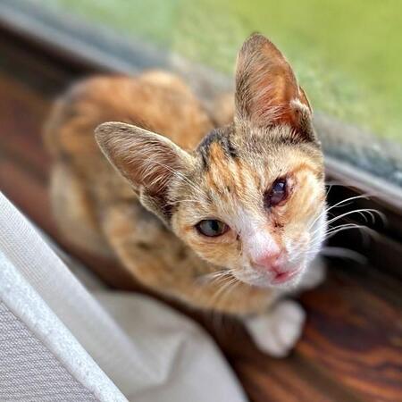 「助けて！」駆け寄ってきた瀕死の子猫をお迎え　初日からよく食べよく遊びよく眠り…先住猫も噛み癖がなくなり、家庭を照らす存在に