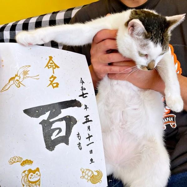 3匹目の保護猫は、初めての女の子「百（もも）」ちゃん（画像提供：*ig*さん）