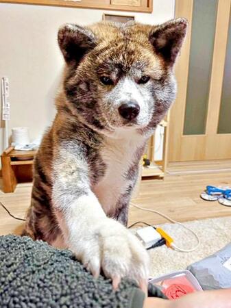 拗ねる秋田犬「お正月料理、俺だけもらえないんだ」　しかし真相は？ 寂しげな背中に「イジケーヌ」