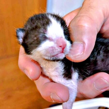 生後5日、体重118gのハチワレ子猫を保護　愛犬の命日に訪れた「運命」　家族一丸の24時間育児を経て美しく成長中！