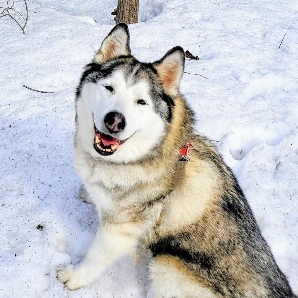 雪の中の散歩を楽しむハウルくん（画像提供：ゆきまるさん）