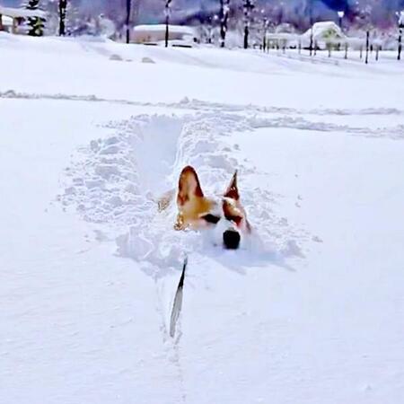 記録的豪雪の札幌で“コーギーラッセル車”が出動　191万再生を記録した驚きの跳躍が話題「道ができました」「力強くてかっこいい」