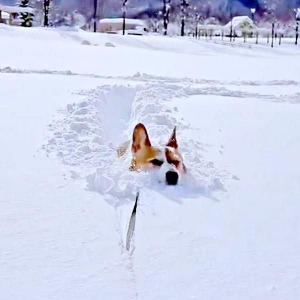 雪を跳ね飛ばして進むこいたろうくん。後ろには道ができました（画像提供：看板犬こいたろうとtetさん）