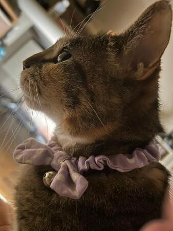 深夜に出会った右目のない猫をお迎え→ひどいうつ病だった私を救ってくれた“守護天使”に