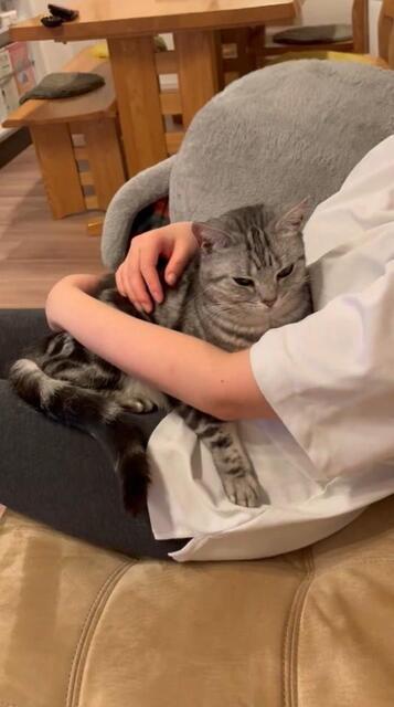 ママさんに撫でてもらっていると眠気がやって来て…（動画よりキャプチャ、画像提供：あんこともなか 充電ねこさん）