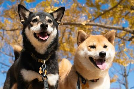 犬を店の近くにつなぐのはアリ？子育て世代は「条件付きでOK」が多数派