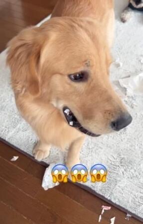 リビングで犬がやらかし、大惨事！　明日テストなのに…中学生娘は先生に報告、大爆笑