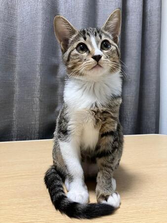 起きている時は「美少女」ですが（画像提供：むぎときびさん）