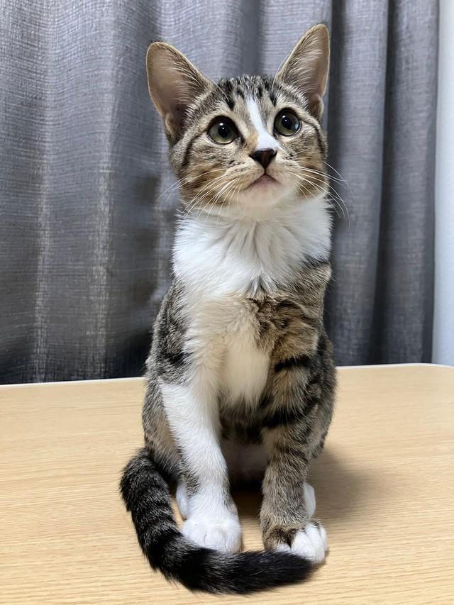 起きている時は「美少女」ですが（画像提供：むぎときびさん）