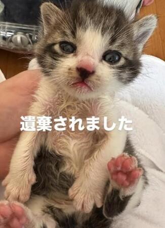 山奥に遺棄された子猫（「さくらねこDays」さん提供、Instagramよりキャプチャ撮影）