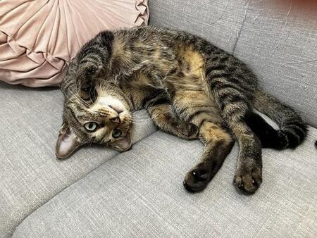 双極性障害で故郷にUターン…生き方に悩んでいた中で出会った保護猫 「守るものがいたから、強くいられた」飼い主が“第二の人生”を歩み始めるまで